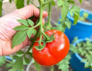 Waar Tomaten Planten: De Beste Locaties voor een Rijke Oogst